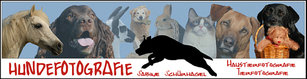 Hundefotografie